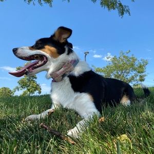 Meet your Posher, Grace